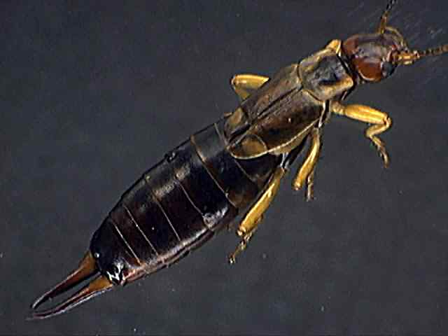 Forficula auricularia